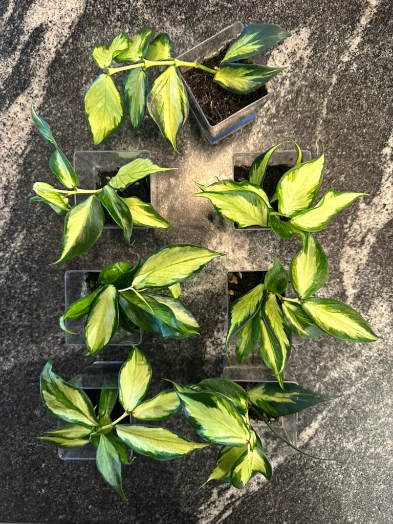 Hoya polyneura inner variegated