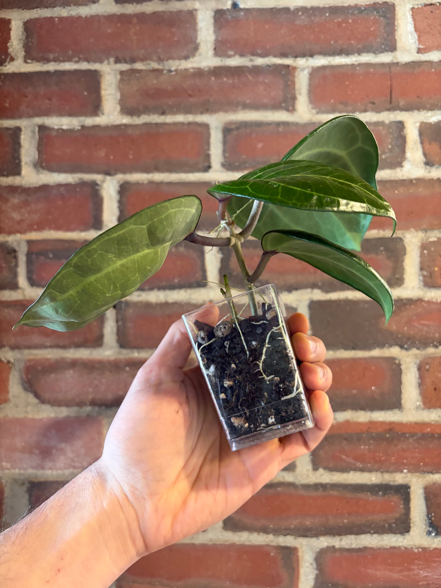Hoya latifolia sp. Sarawak