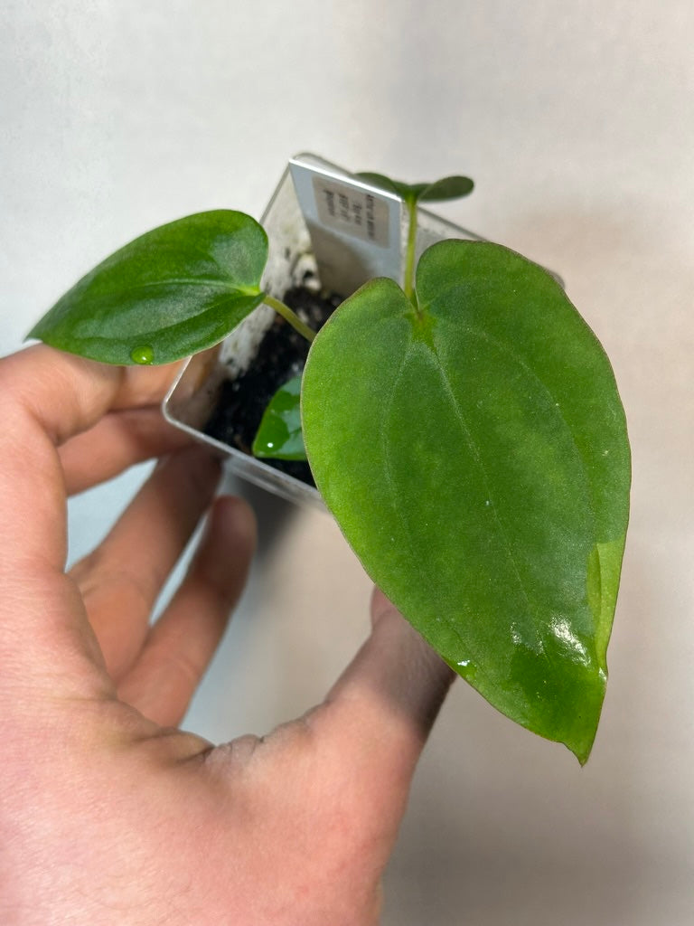 Anthurium antolakii ('BVEP')