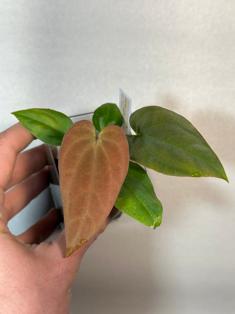Anthurium antolakii ('BVEP')