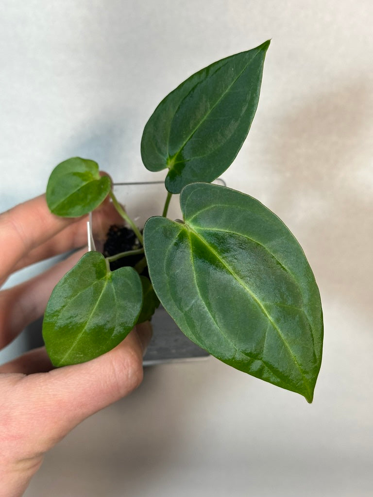 Anthurium 'Mikey Boy' x 'Dark Phoenix'