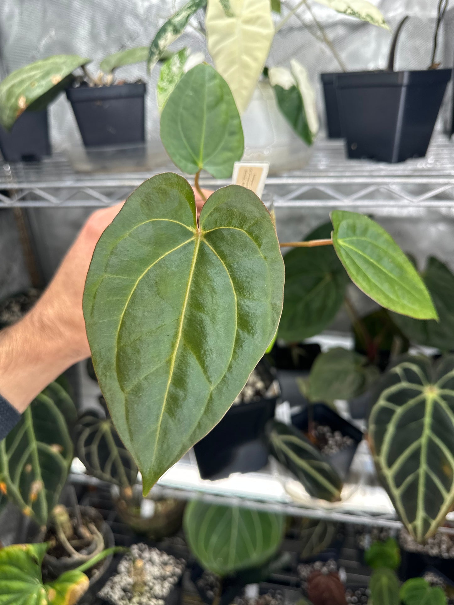 Anthurium carlablackiae x dressleri