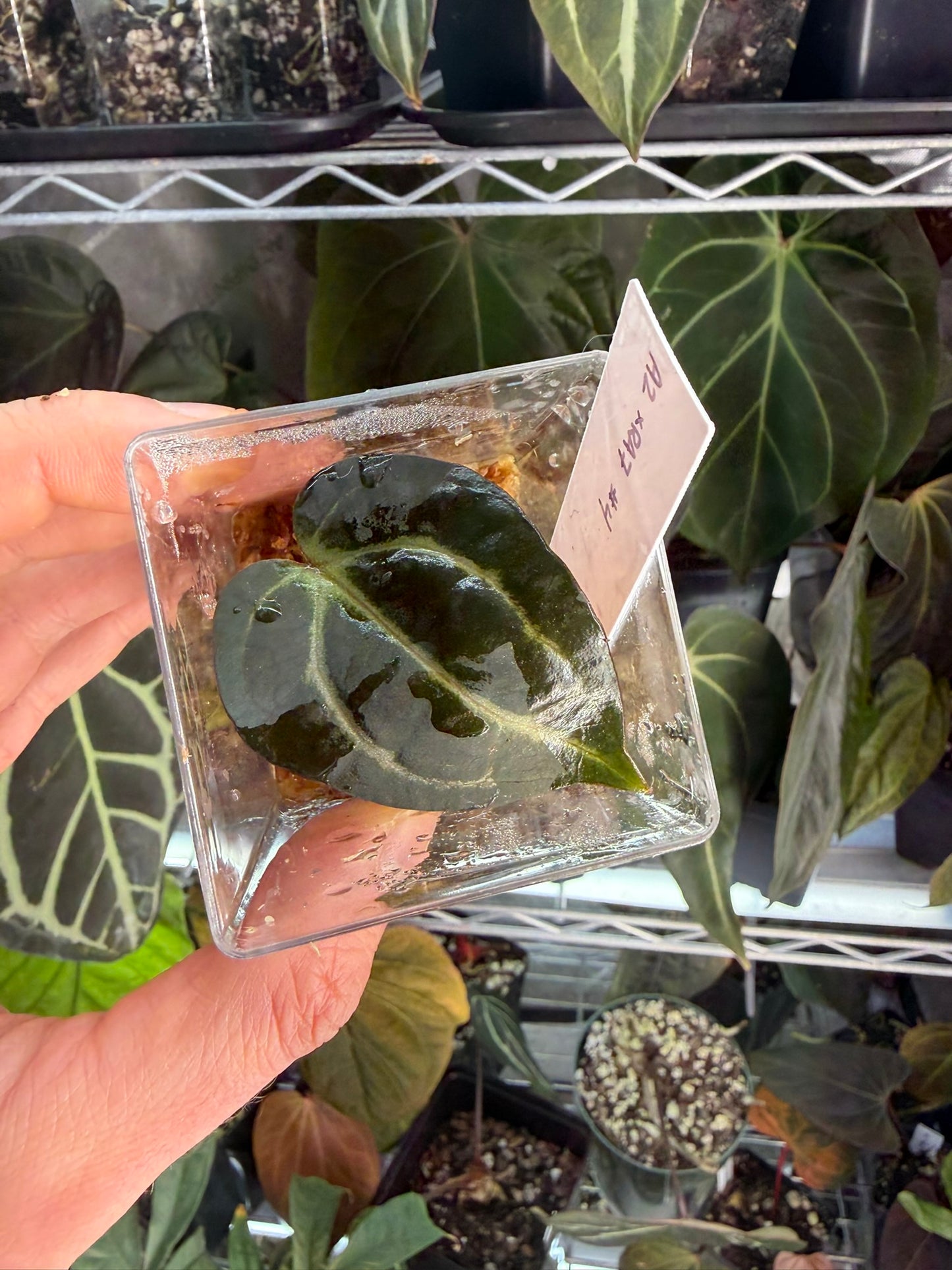 Anthurium carlablackiae