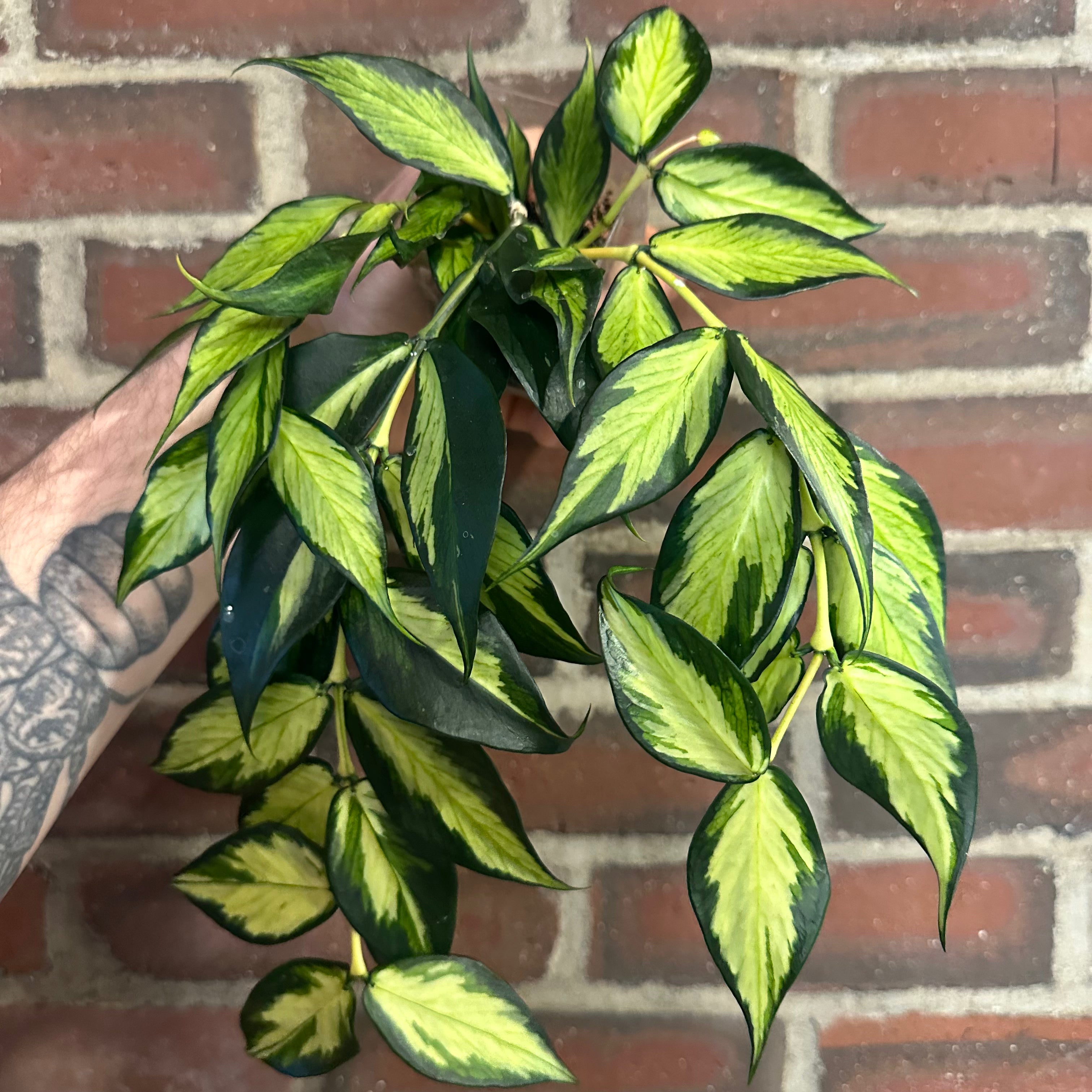 Hoya polyneura inner variegated