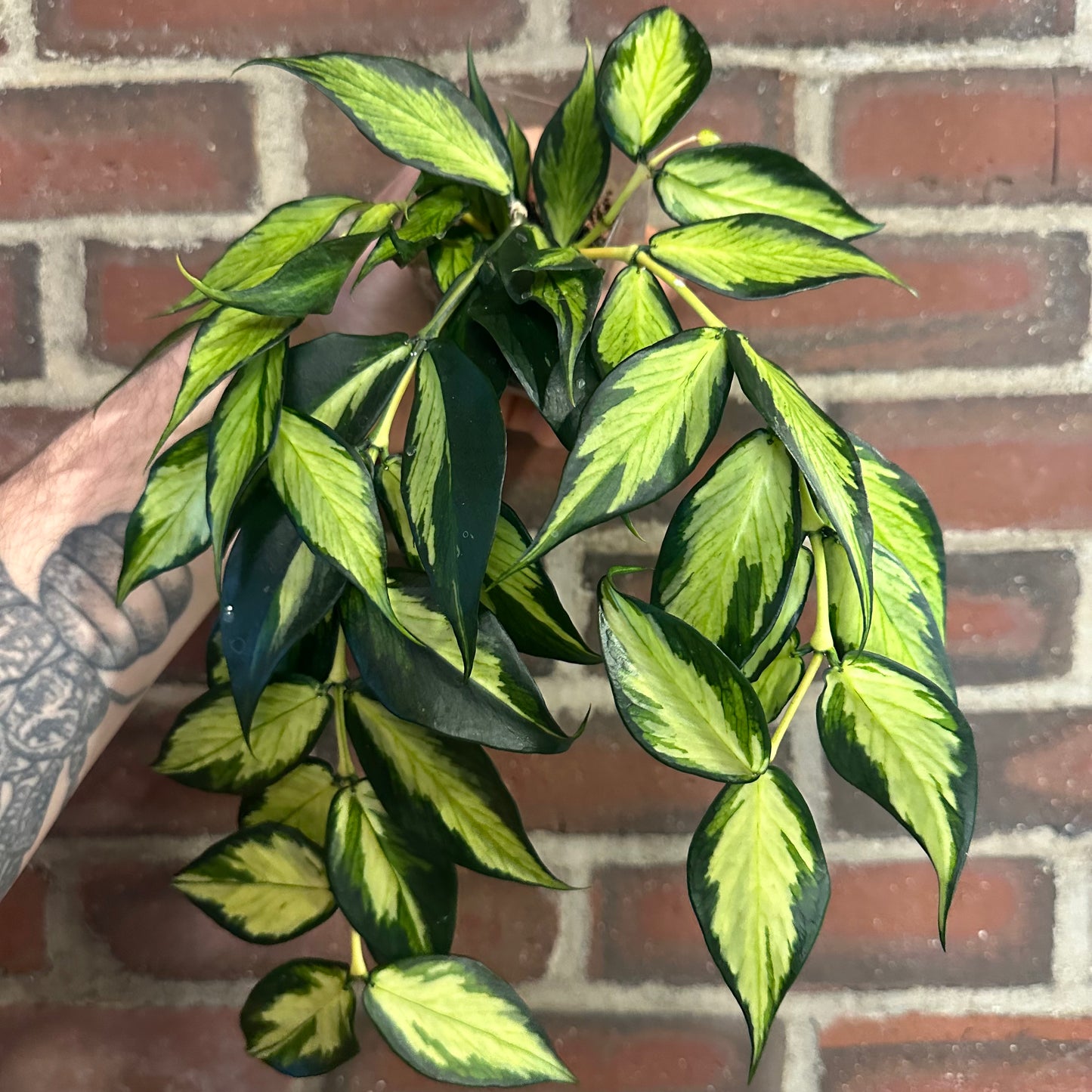 Hoya polyneura inner variegated