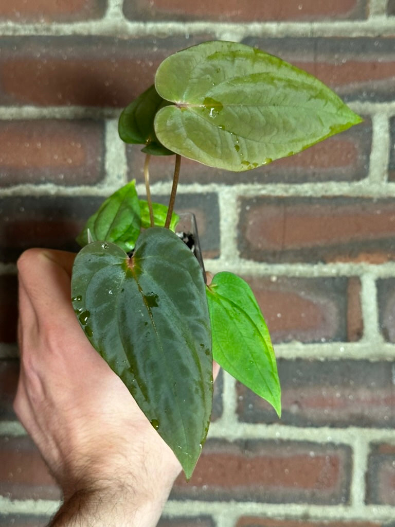 Anthurium antolakii ('BVEP')