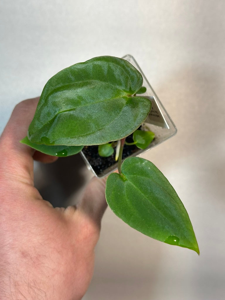 Anthurium antolakii ('BVEP')
