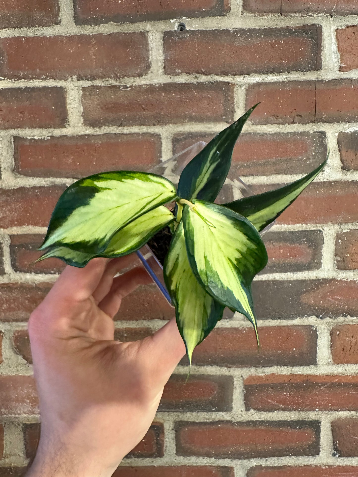 Hoya polyneura inner variegated