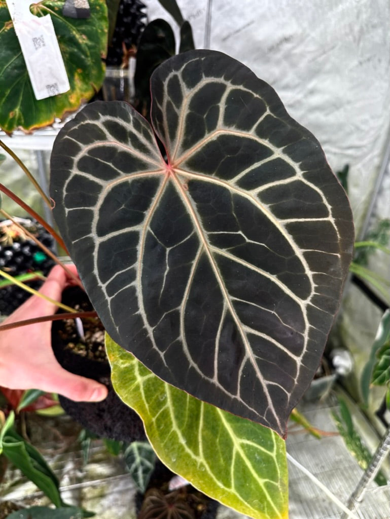 Anthurium 'Mikey Boy' x 'Dark Phoenix'