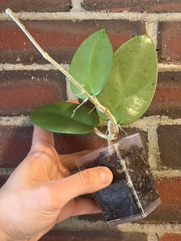Hoya 'silver dollar' MB 1405 AG
