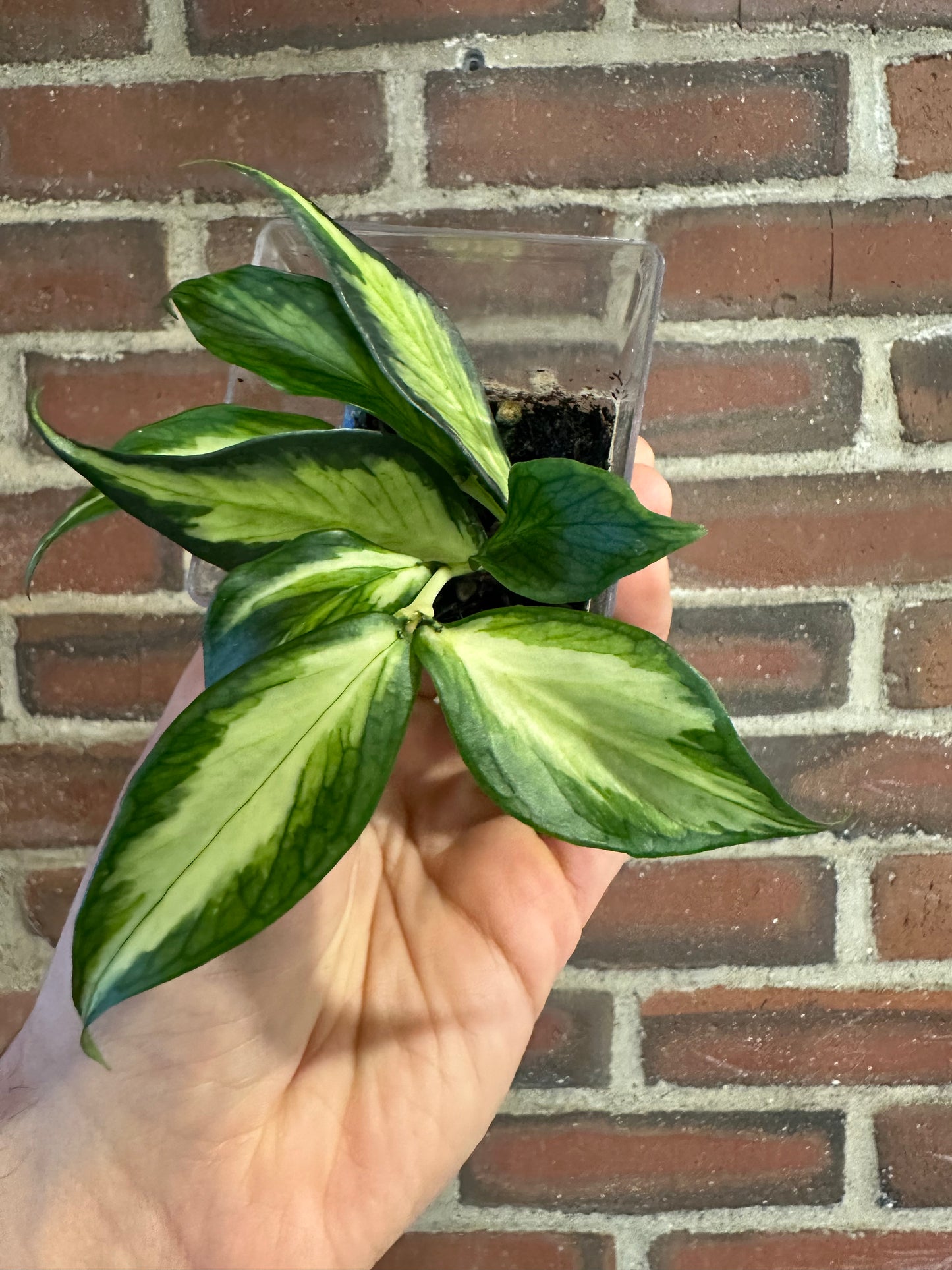 Hoya polyneura inner variegated