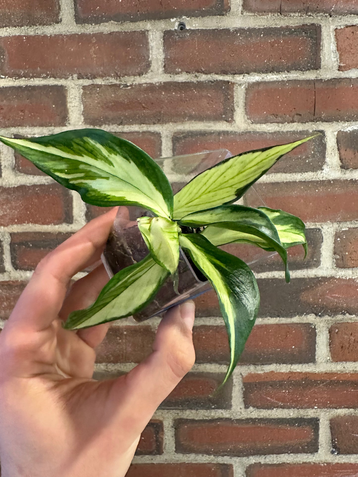 Hoya polyneura inner variegated