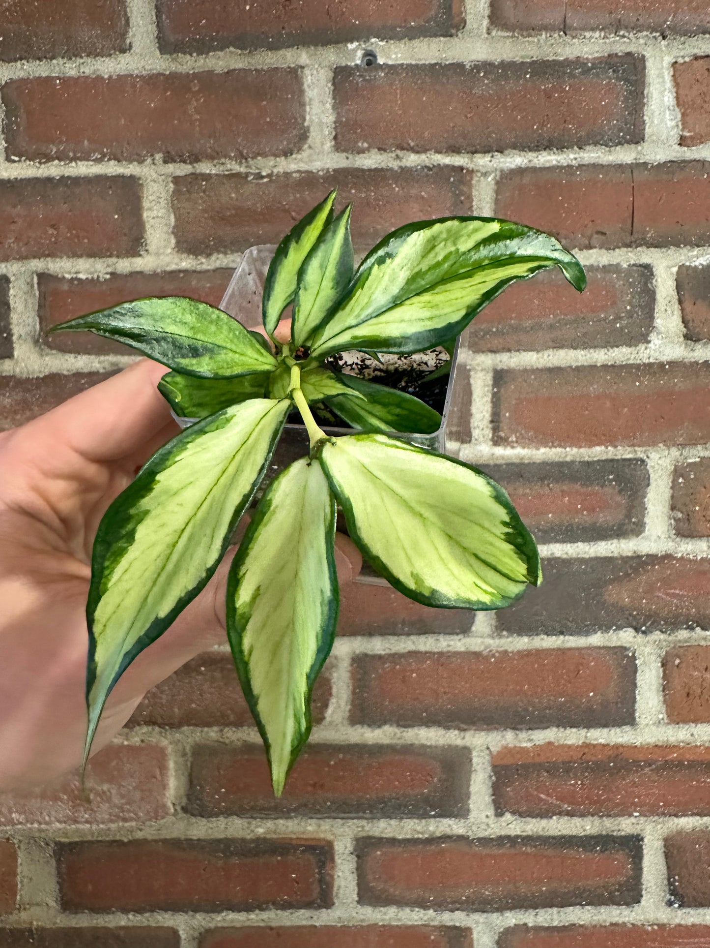 Hoya polyneura inner variegated