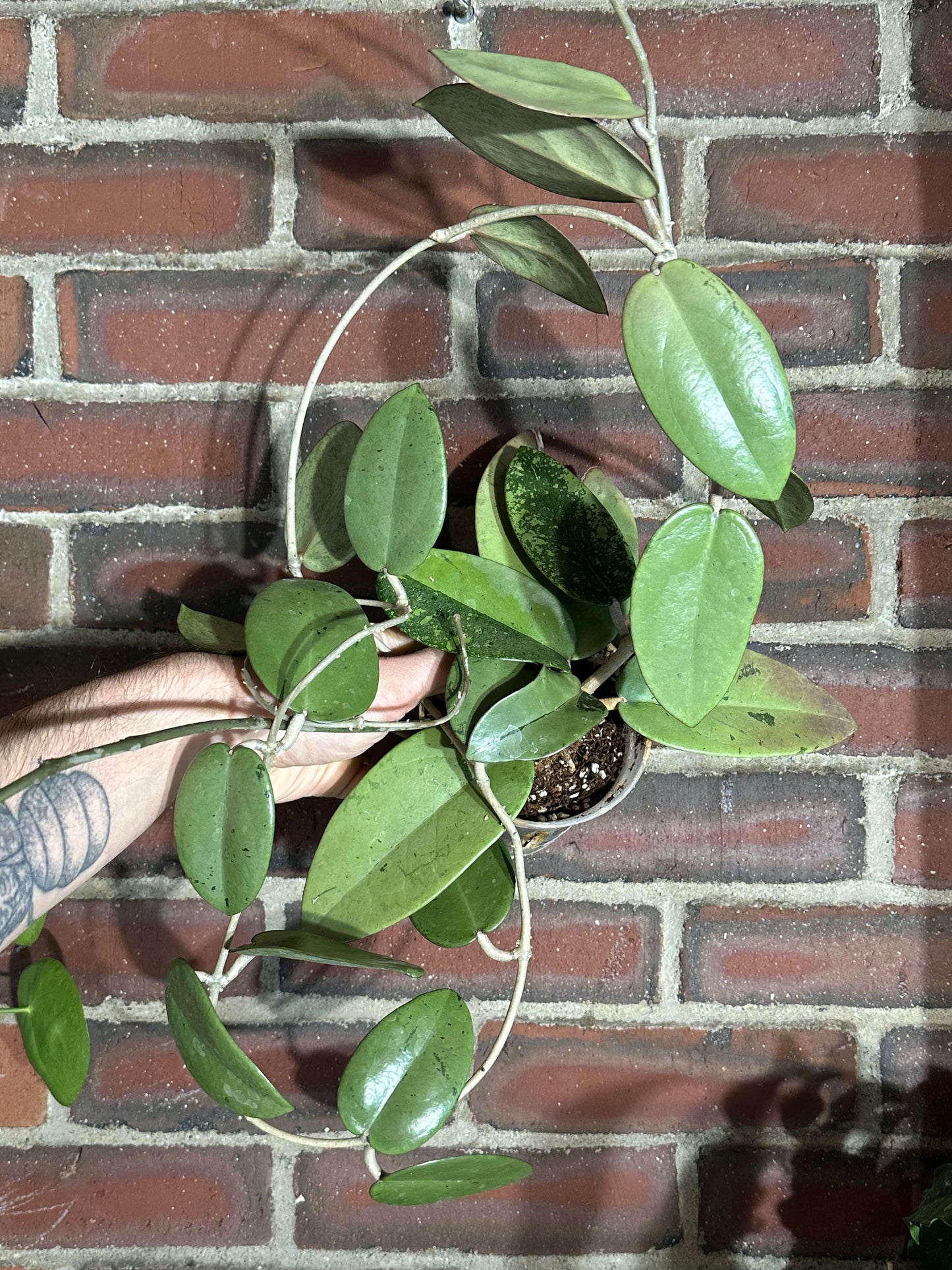 Hoya 'silver dollar' MB 1405 AG