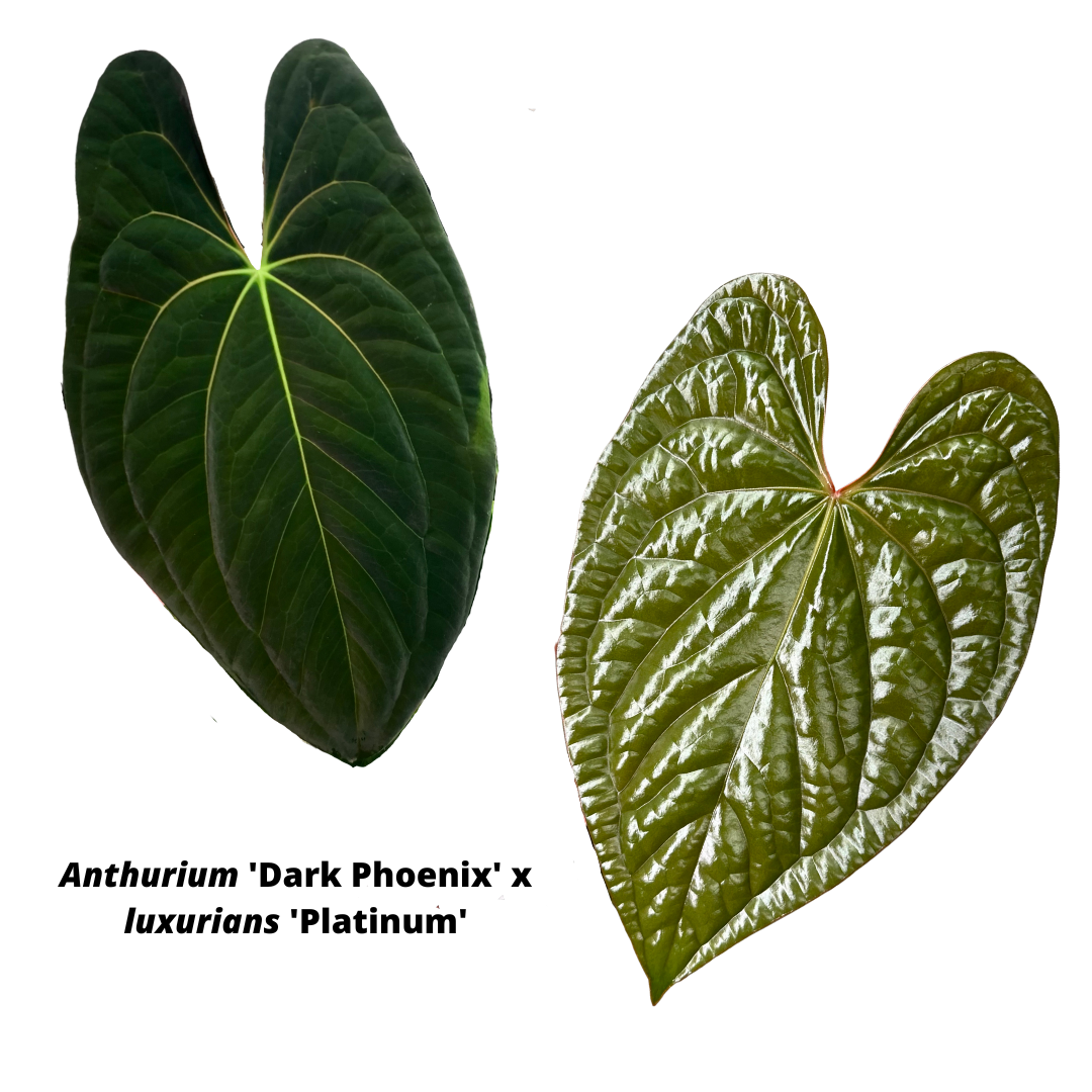 Anthurium 'Dark Phoenix' x luxurians