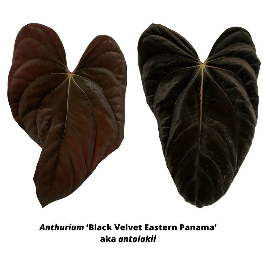 anthurium offset Anthurium antolakii ('BVEP') – hoyahole