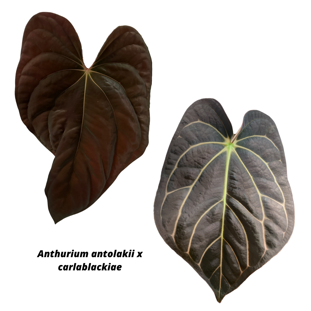 N*様 Anthurium.Antolakii × carlablackiae Anthurium antolakii x carlablackiae – hoyahole