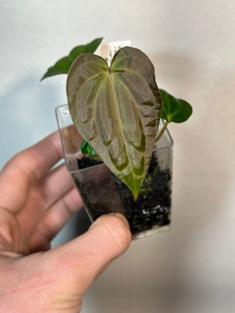 Anthurium antolakii x carlablackiae