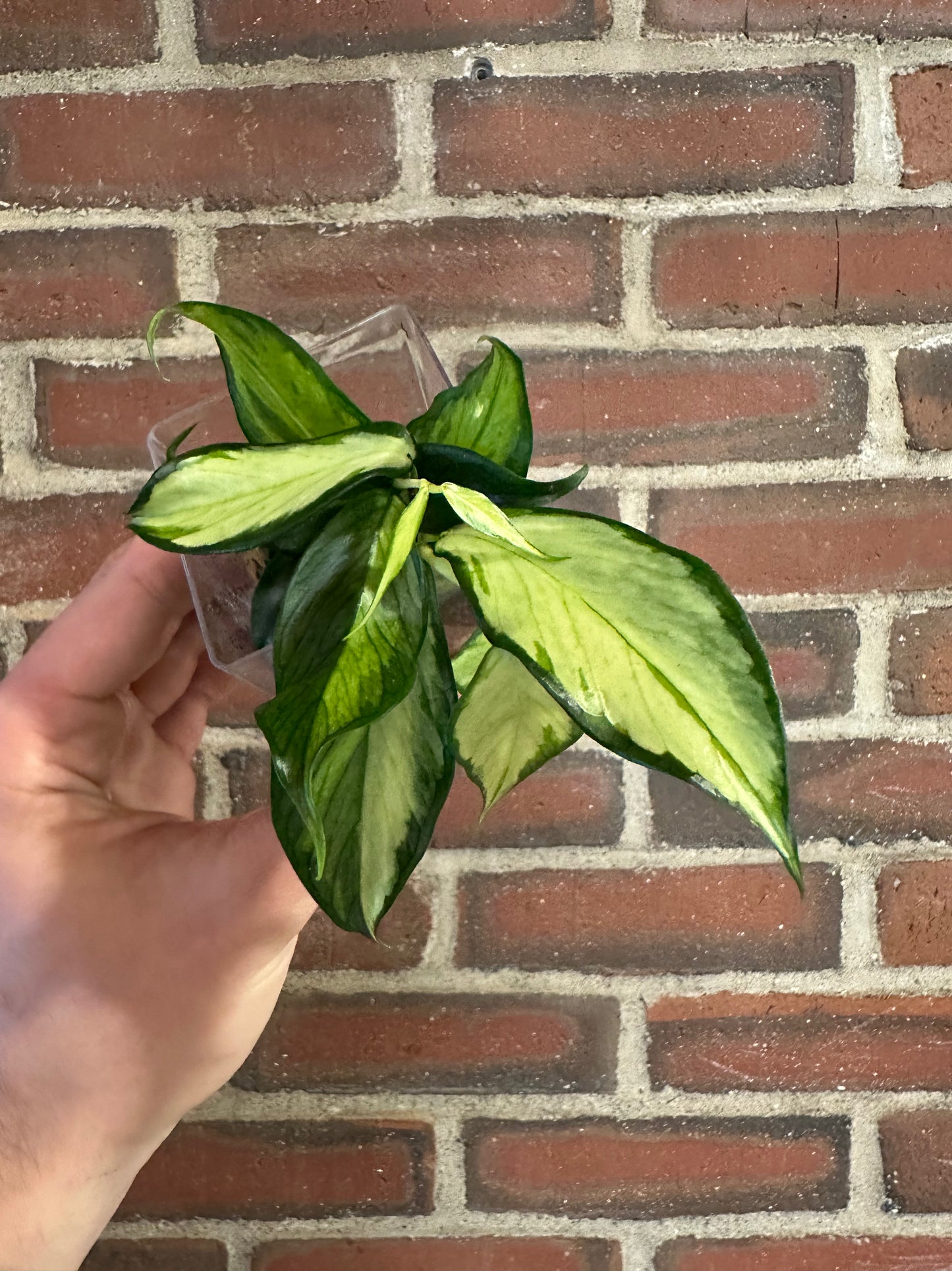 Hoya polyneura inner variegated
