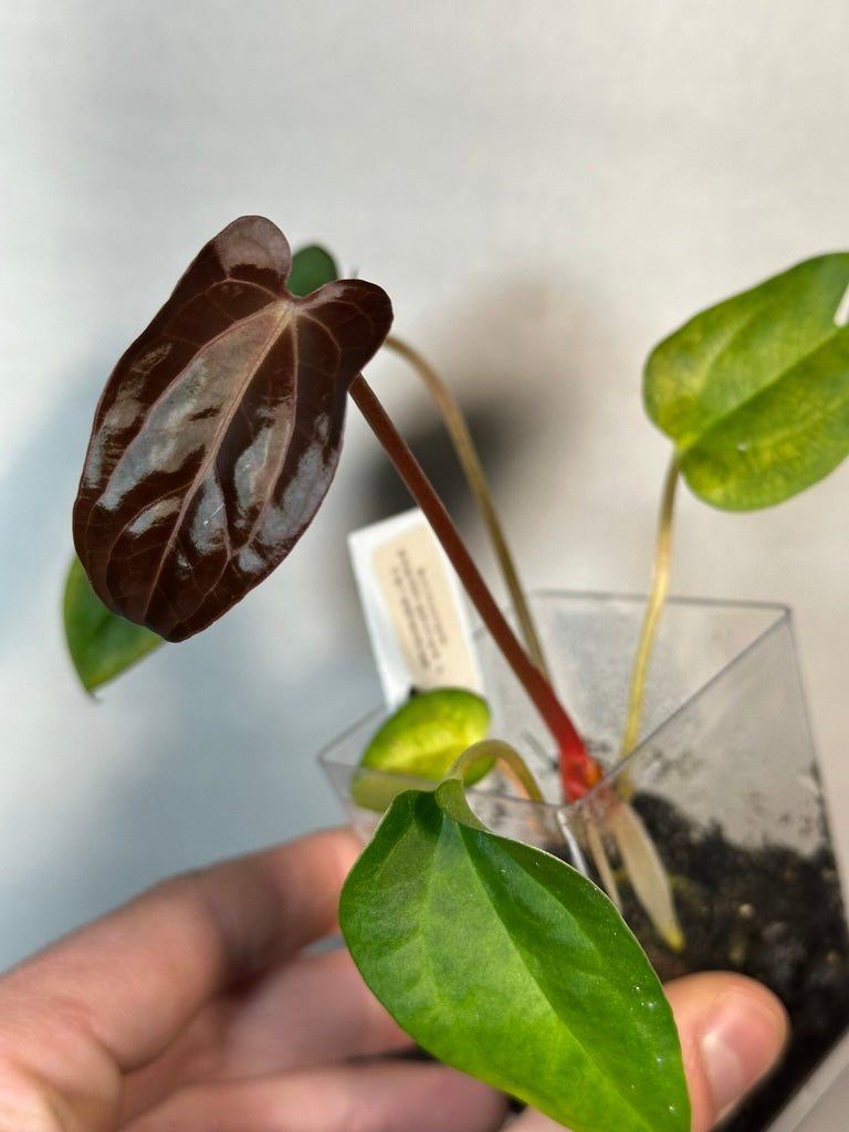 Anthurium papillilaminum x carlablackiae