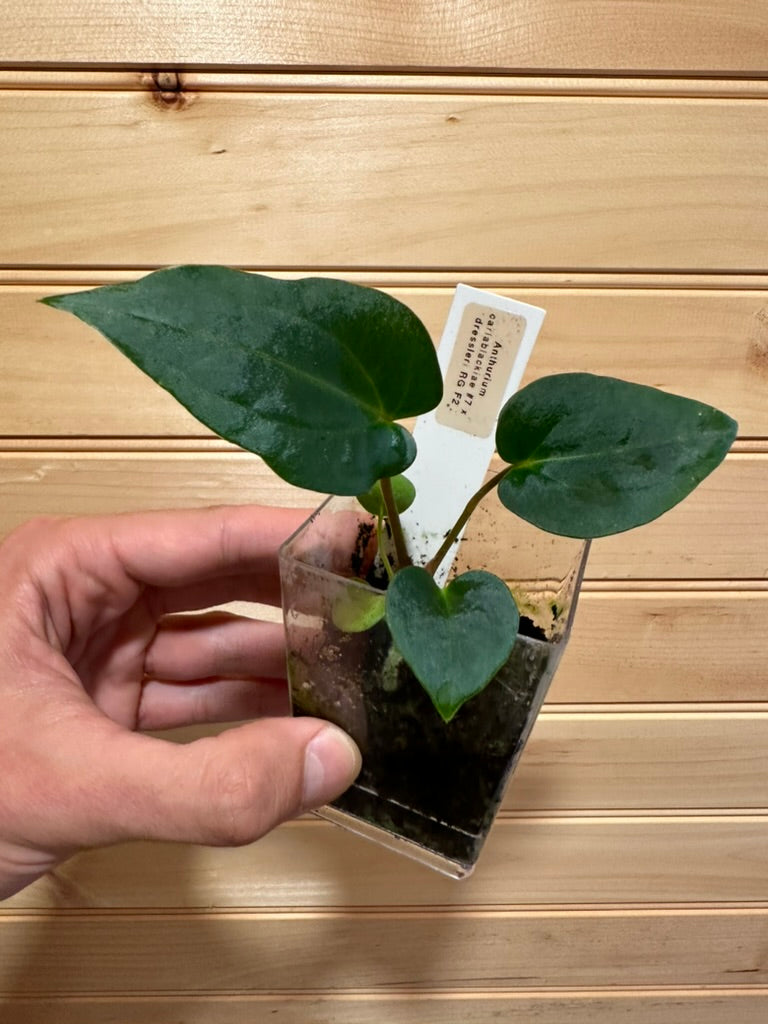 Anthurium carlablackiae x dressleri