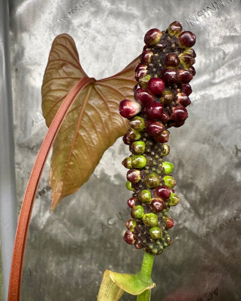 Anthurium sp. Peru x carlablackiae