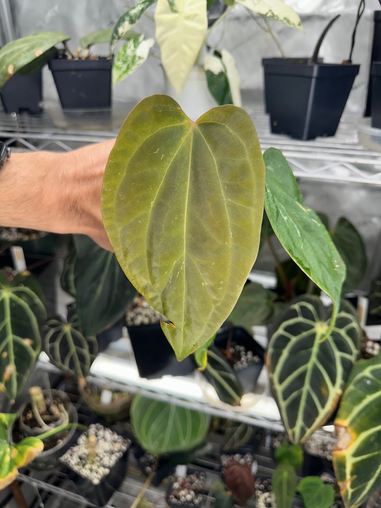 Anthurium portillae x antolakii