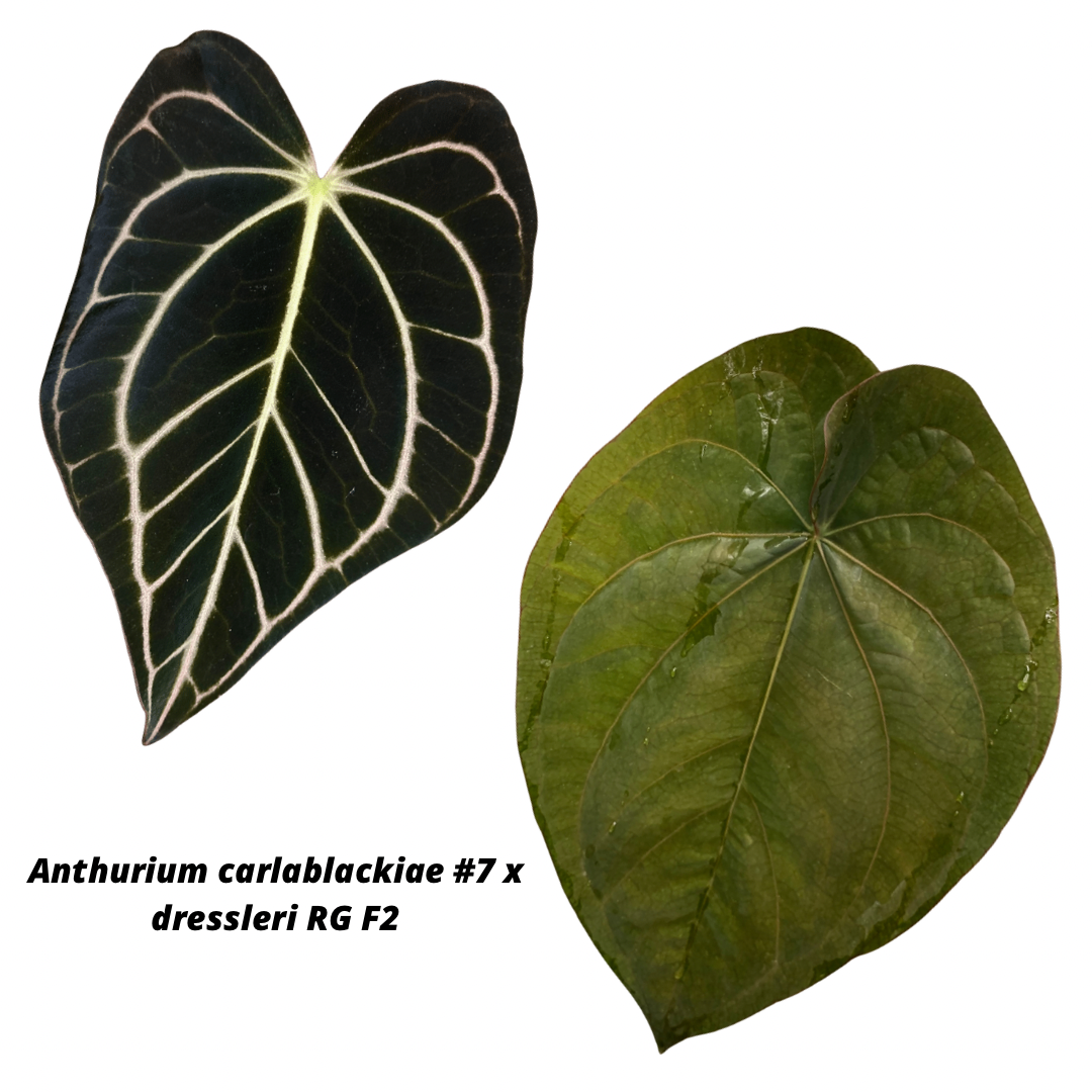 anthurium dressleri care Anthurium carlablackiae x dressleri – hoyahole