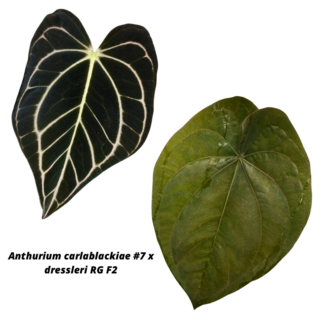 Anthurium carlablackiae x dressleri