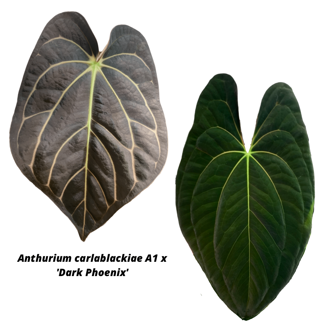 Anthurium carlablackiae x ‘Dark Phoenix’