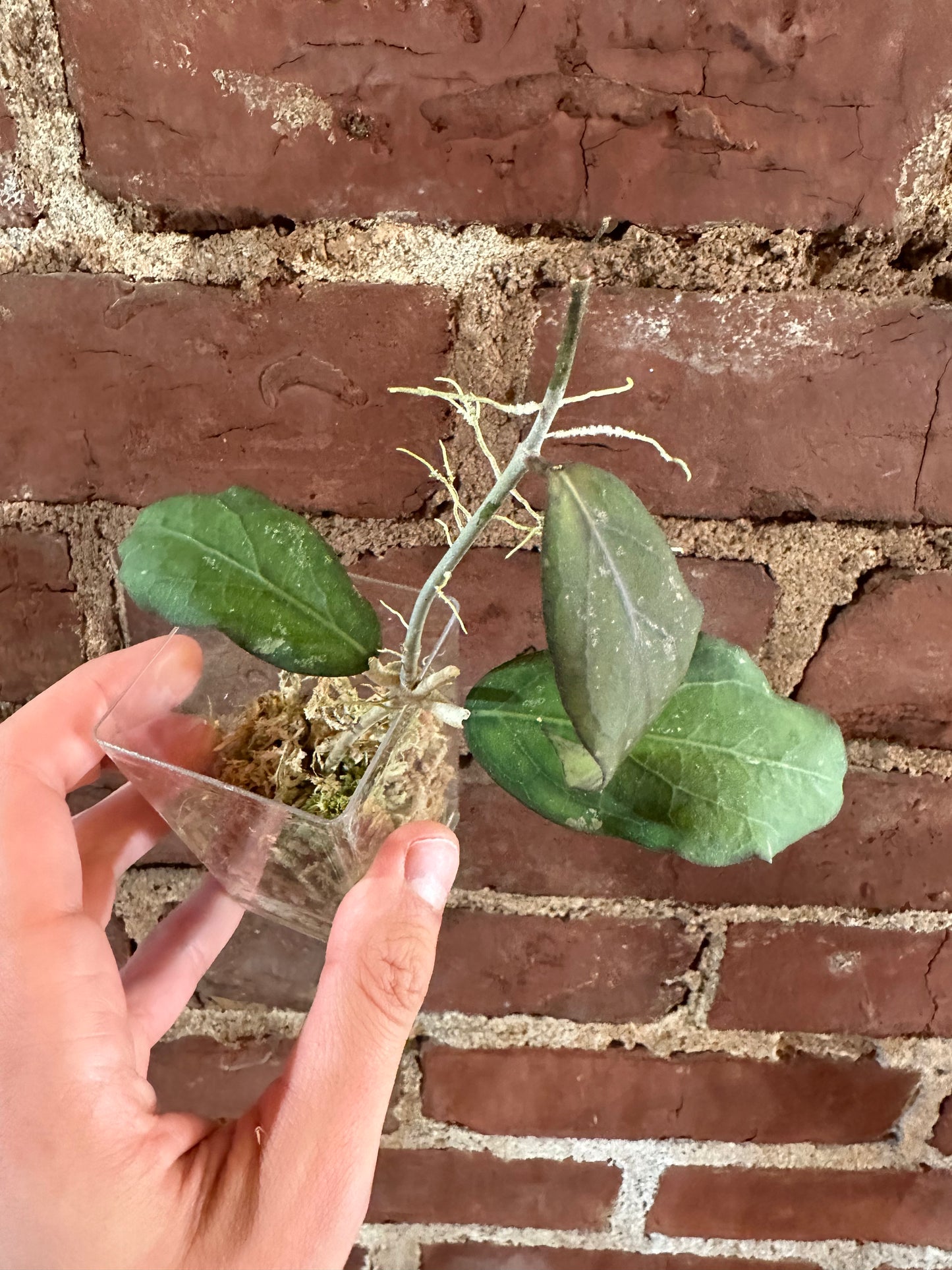 Hoya 'Swiffer's Treat' SS 27-108