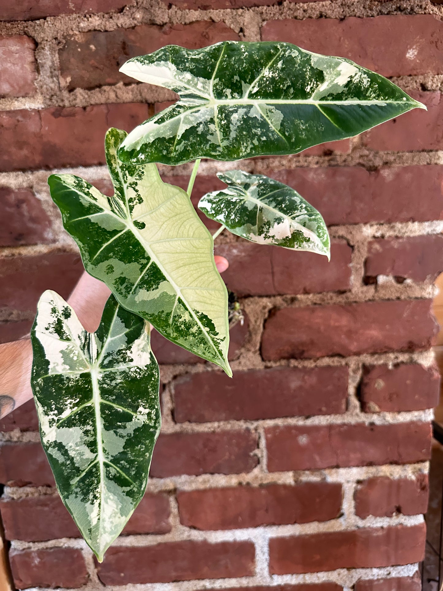 Alocasia frydek
