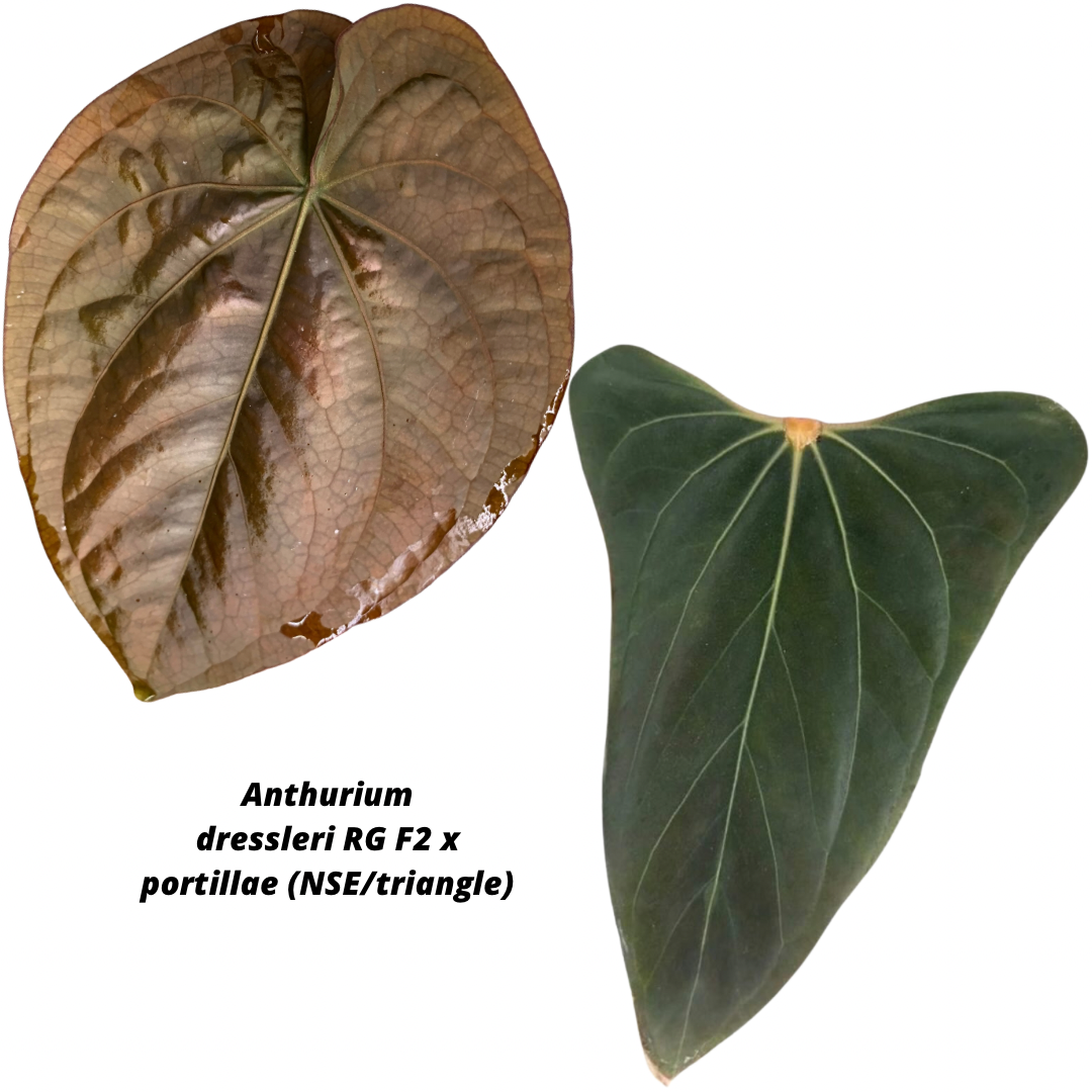 Anthurium dressleri x portillae
