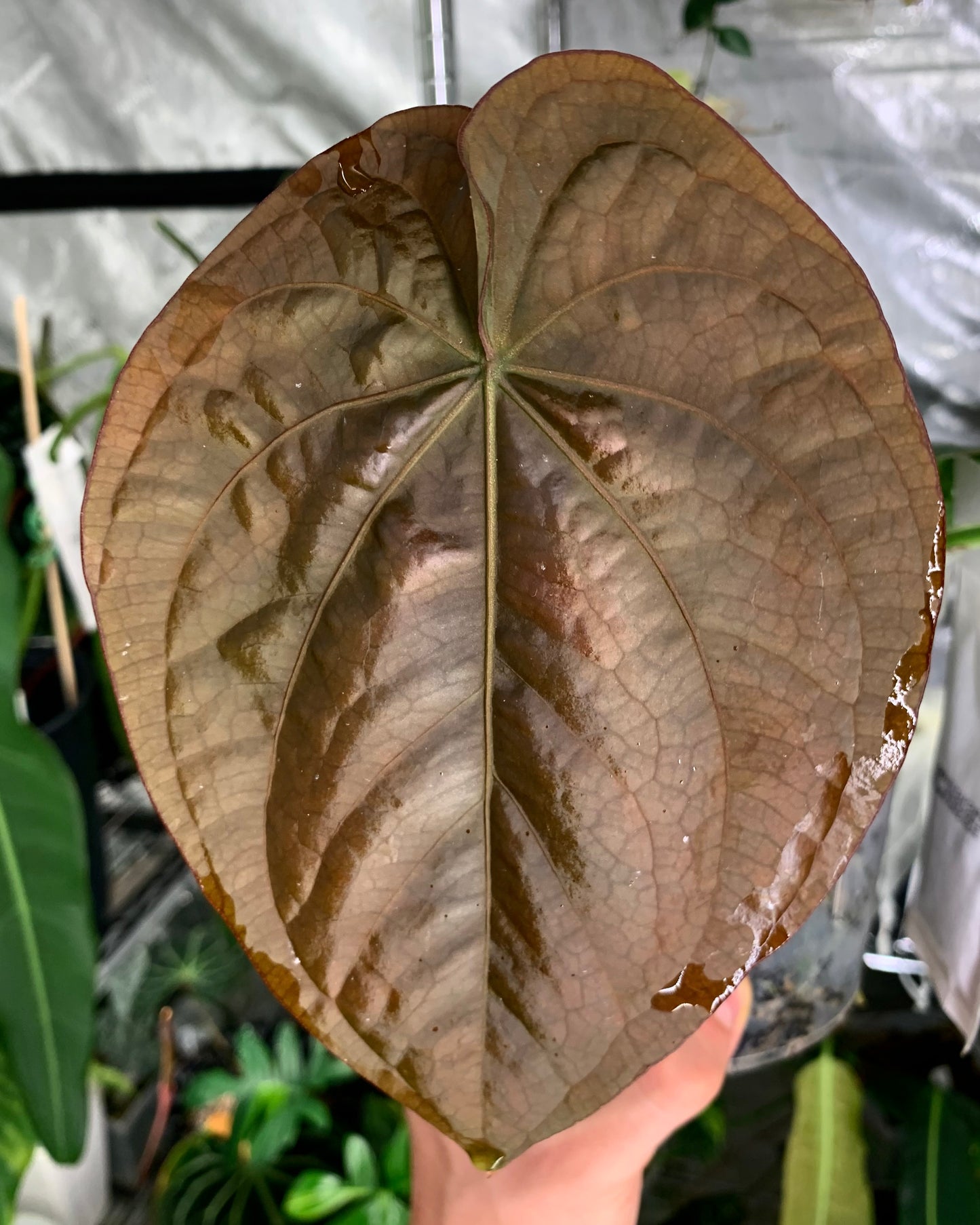 Anthurium carlablackiae x dressleri