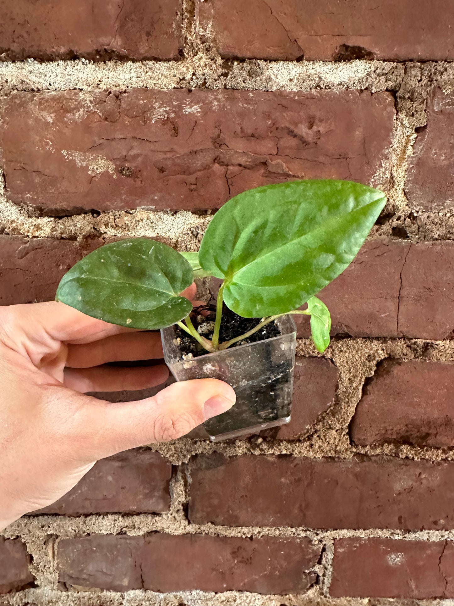 Anthurium mystery seedling!