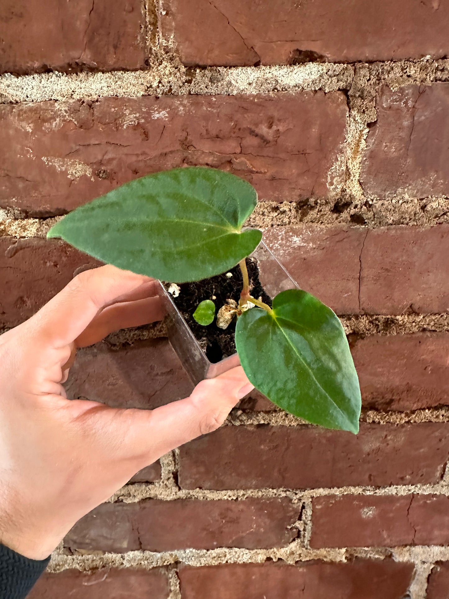 Anthurium mystery seedling!