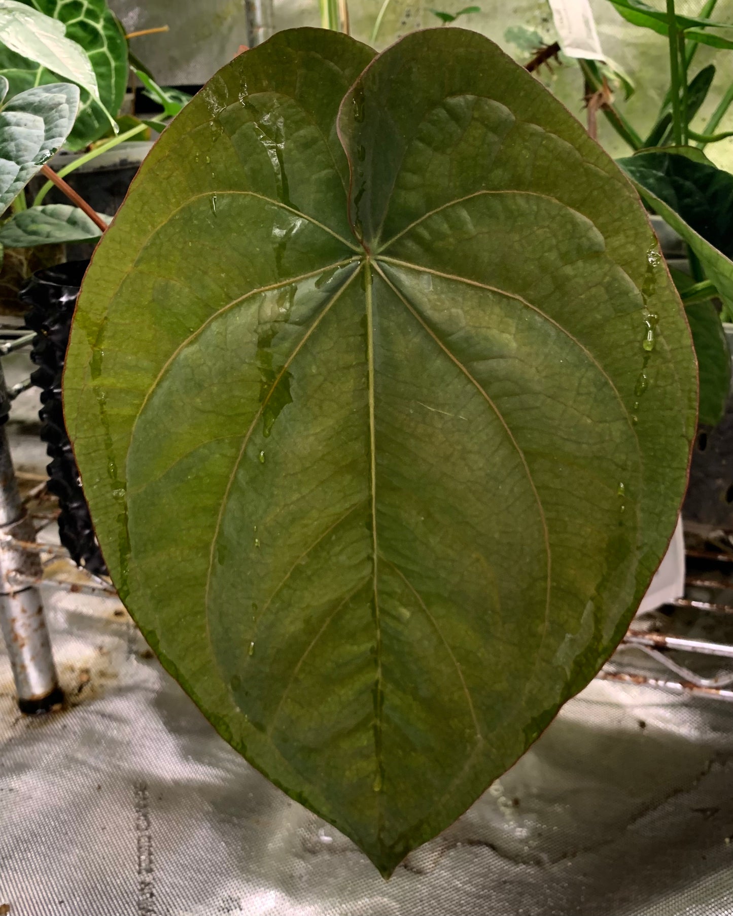 Anthurium carlablackiae x dressleri