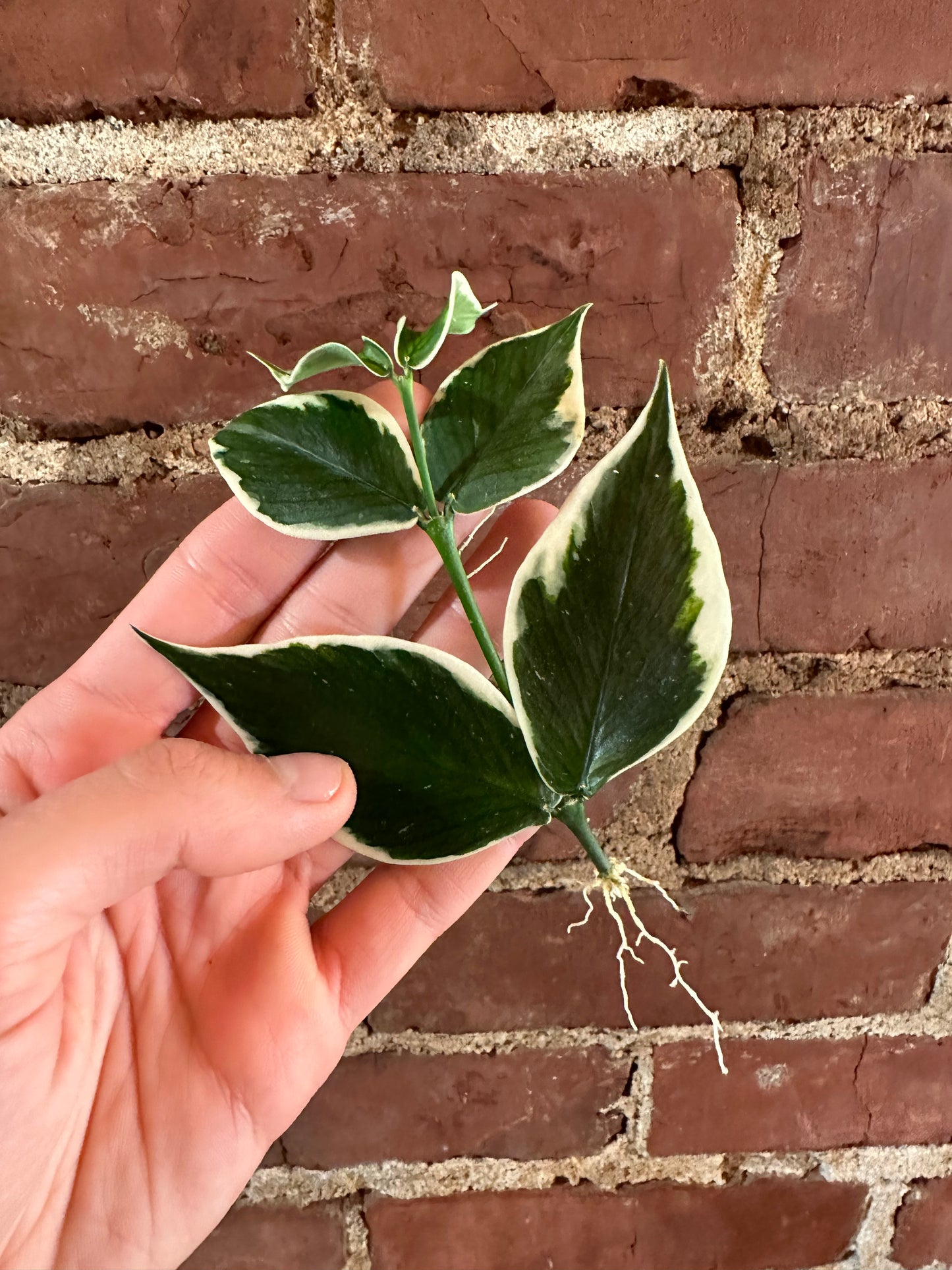 Hoya polyneura albomarginata