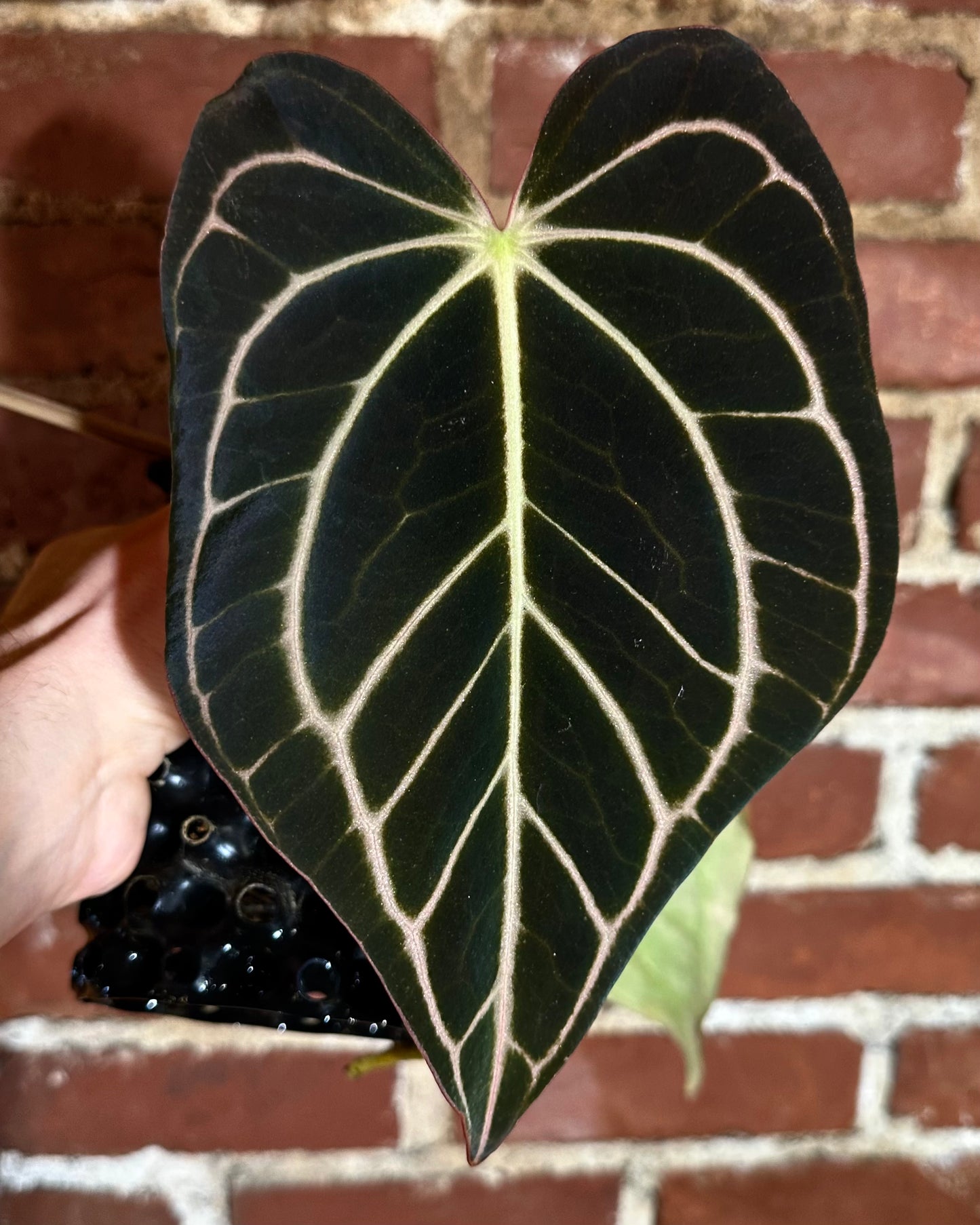 Anthurium carlablackiae x dressleri