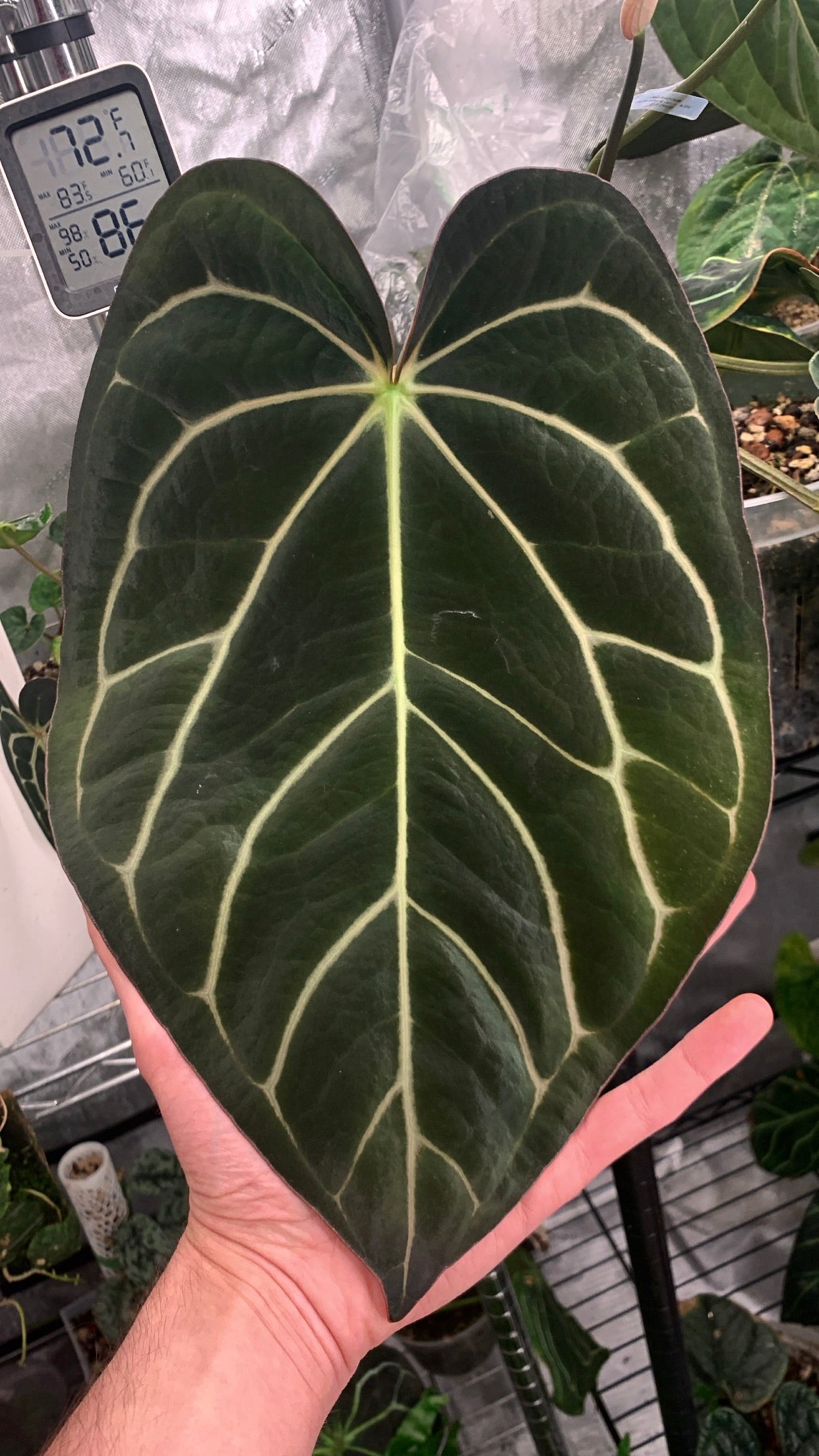 Anthurium papillilaminum x carlablackiae