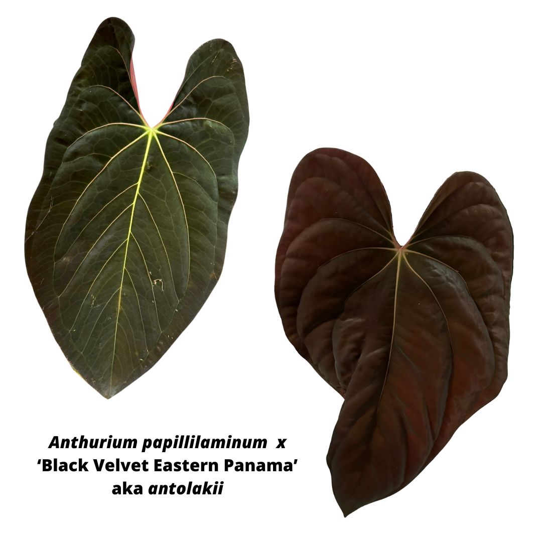 Anthurium papillilaminum x BVEP