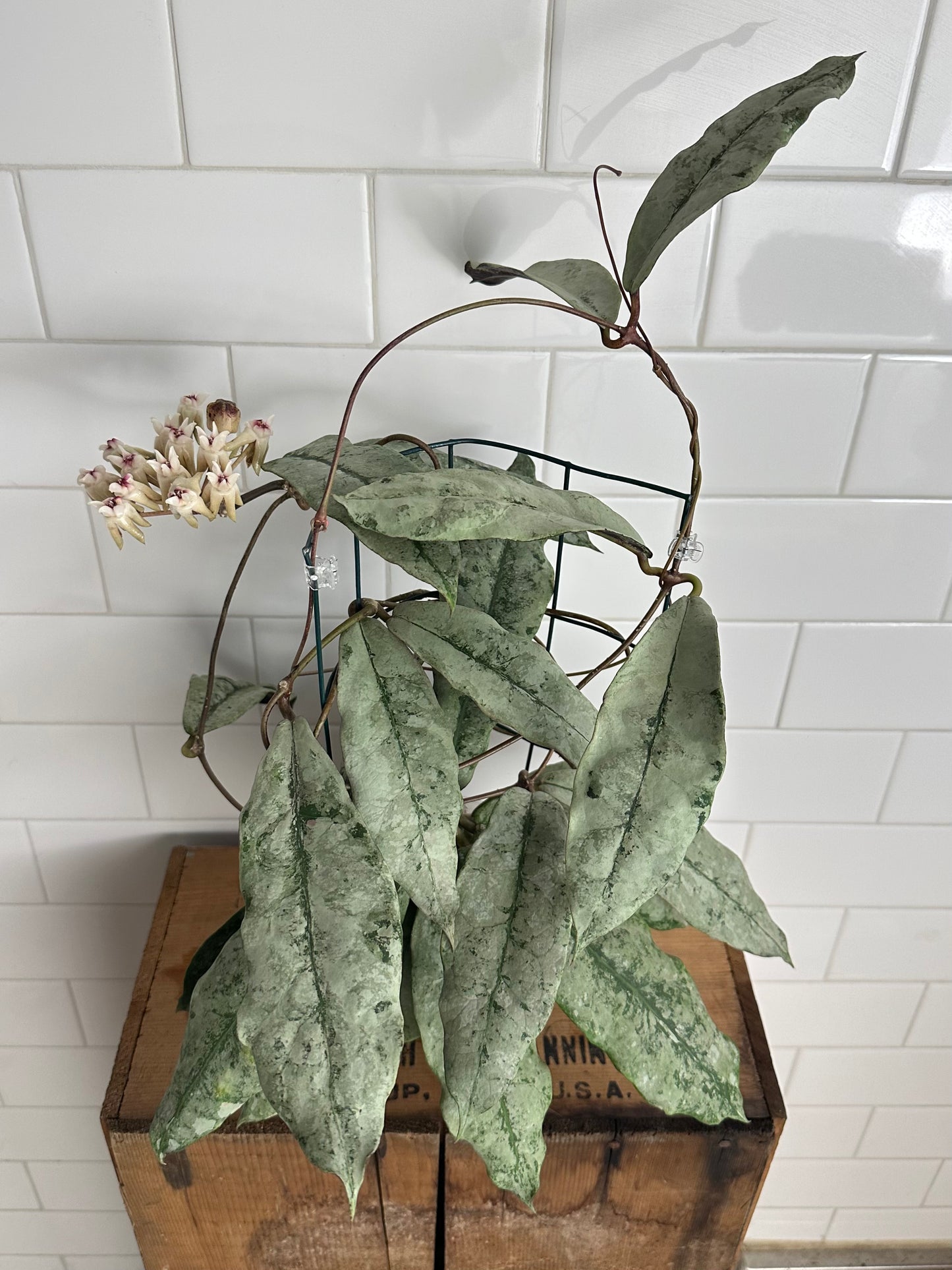 Hoya mitrata / sp. Buntok silver