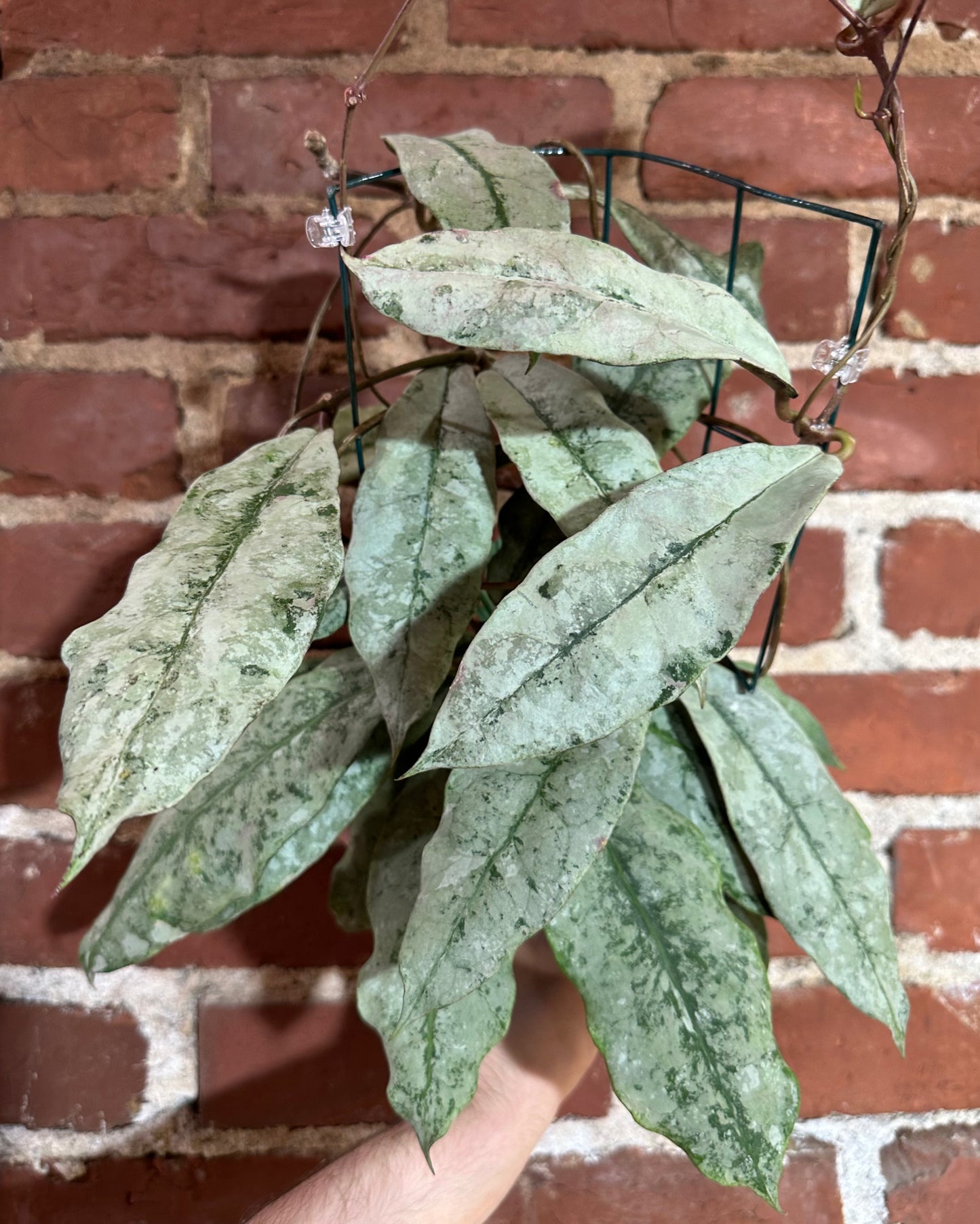 Hoya mitrata / sp. Buntok silver
