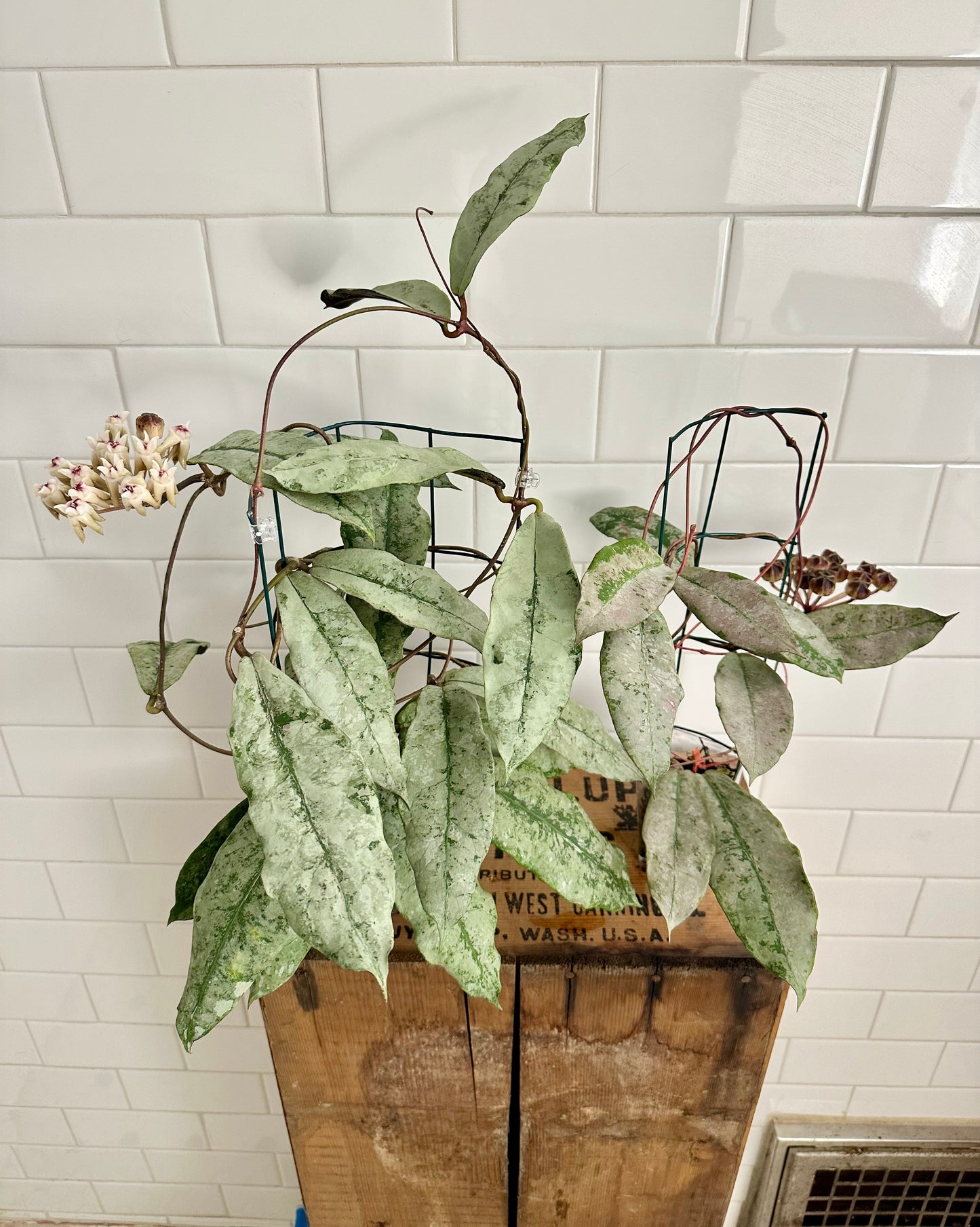 Hoya mitrata / sp. Buntok silver