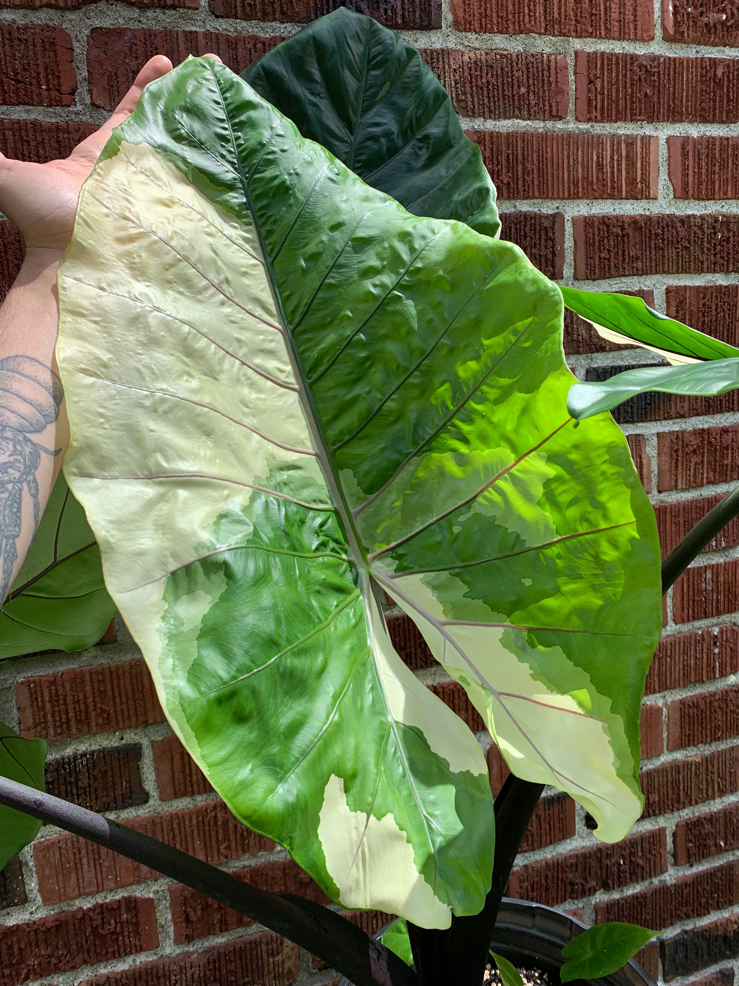 Alocasia macrorrhiza black stem variegated