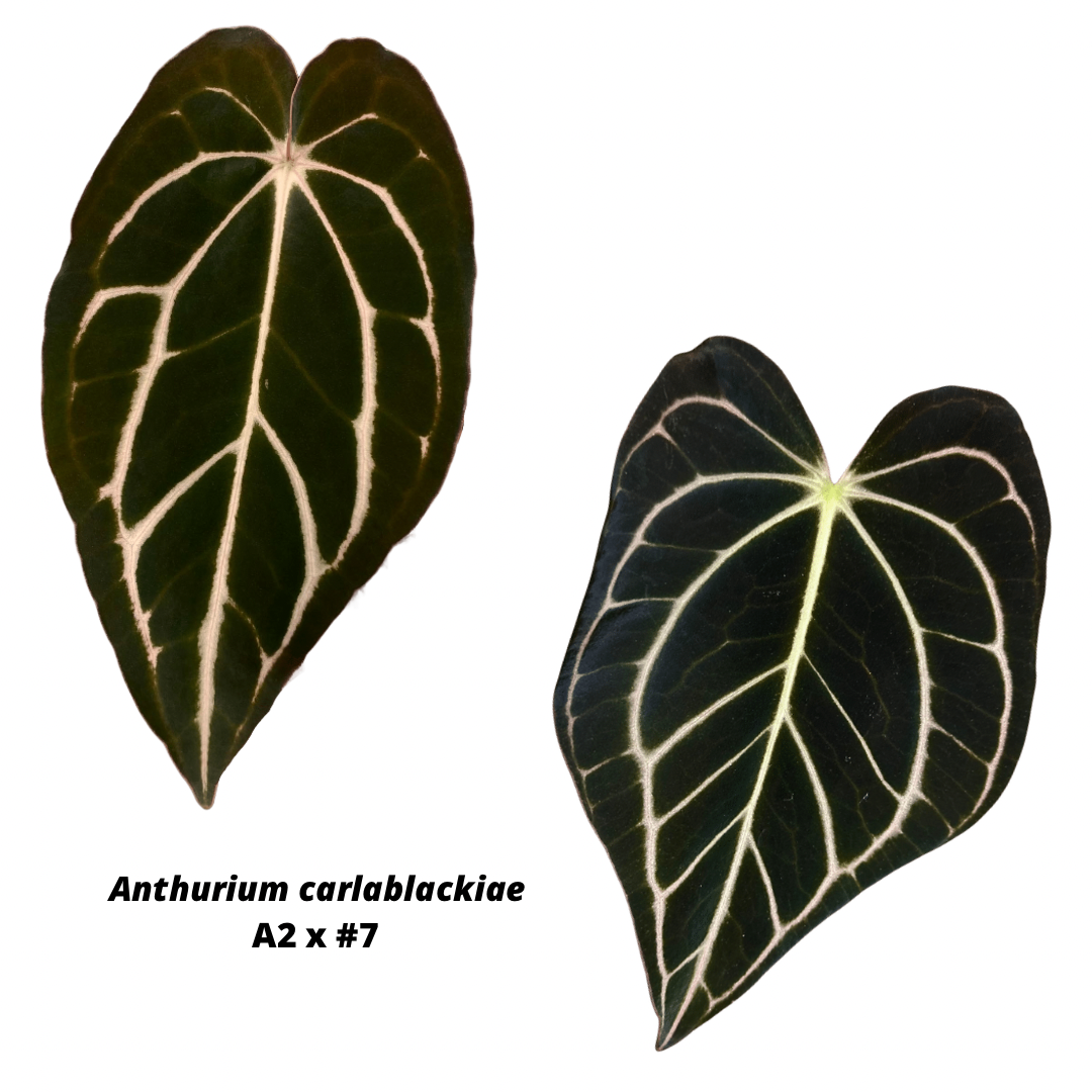 Anthurium carlablackiae