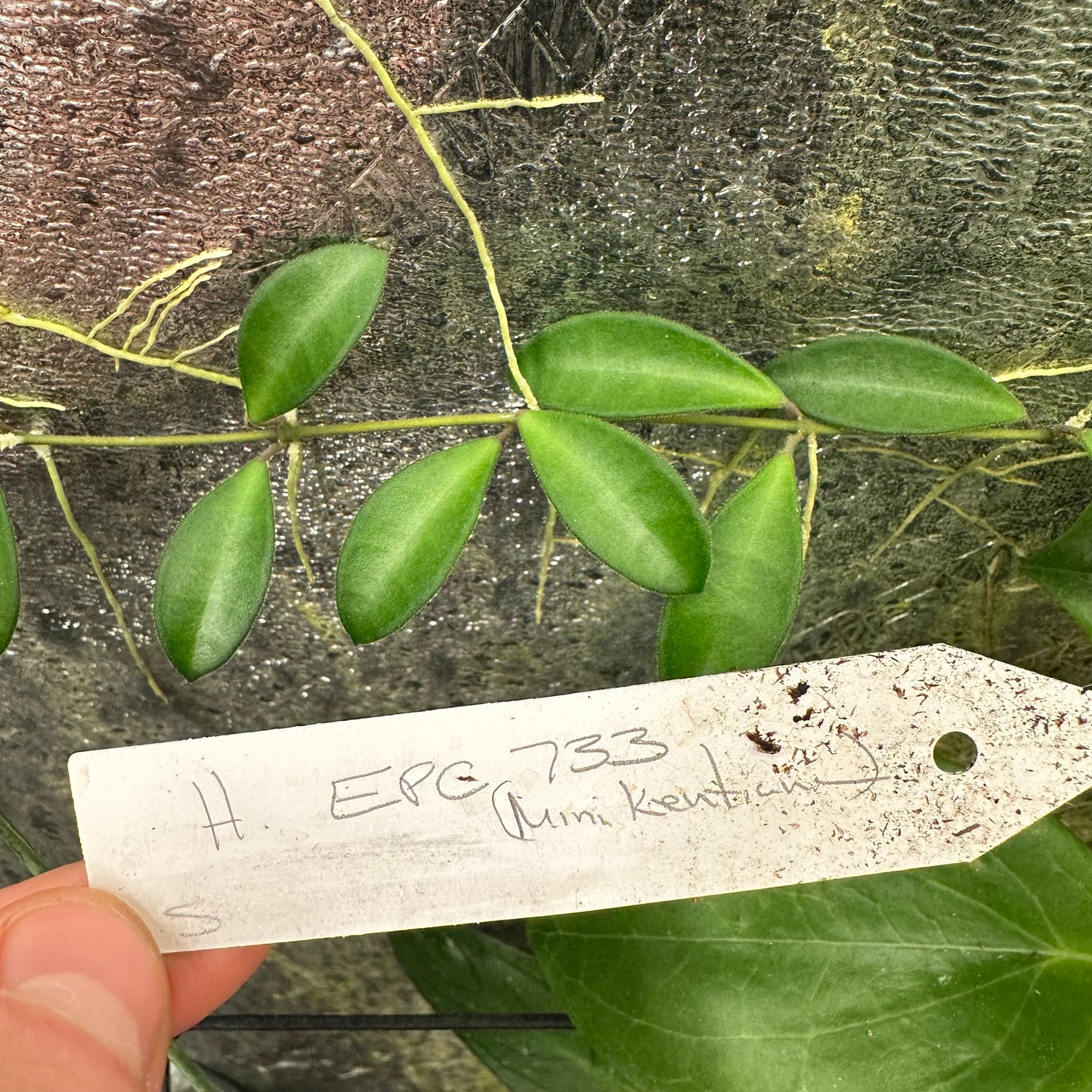 Hoya EPC 733 (mini kentiana)