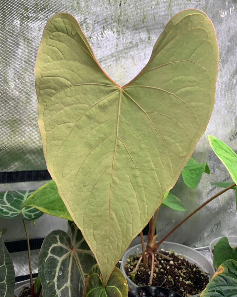 Anthurium sp. Peru x carlablackiae