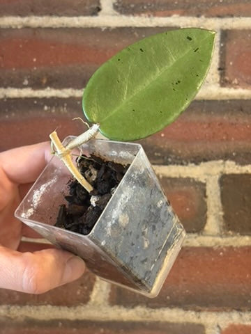 Hoya 'silver dollar' MB 1405 AG