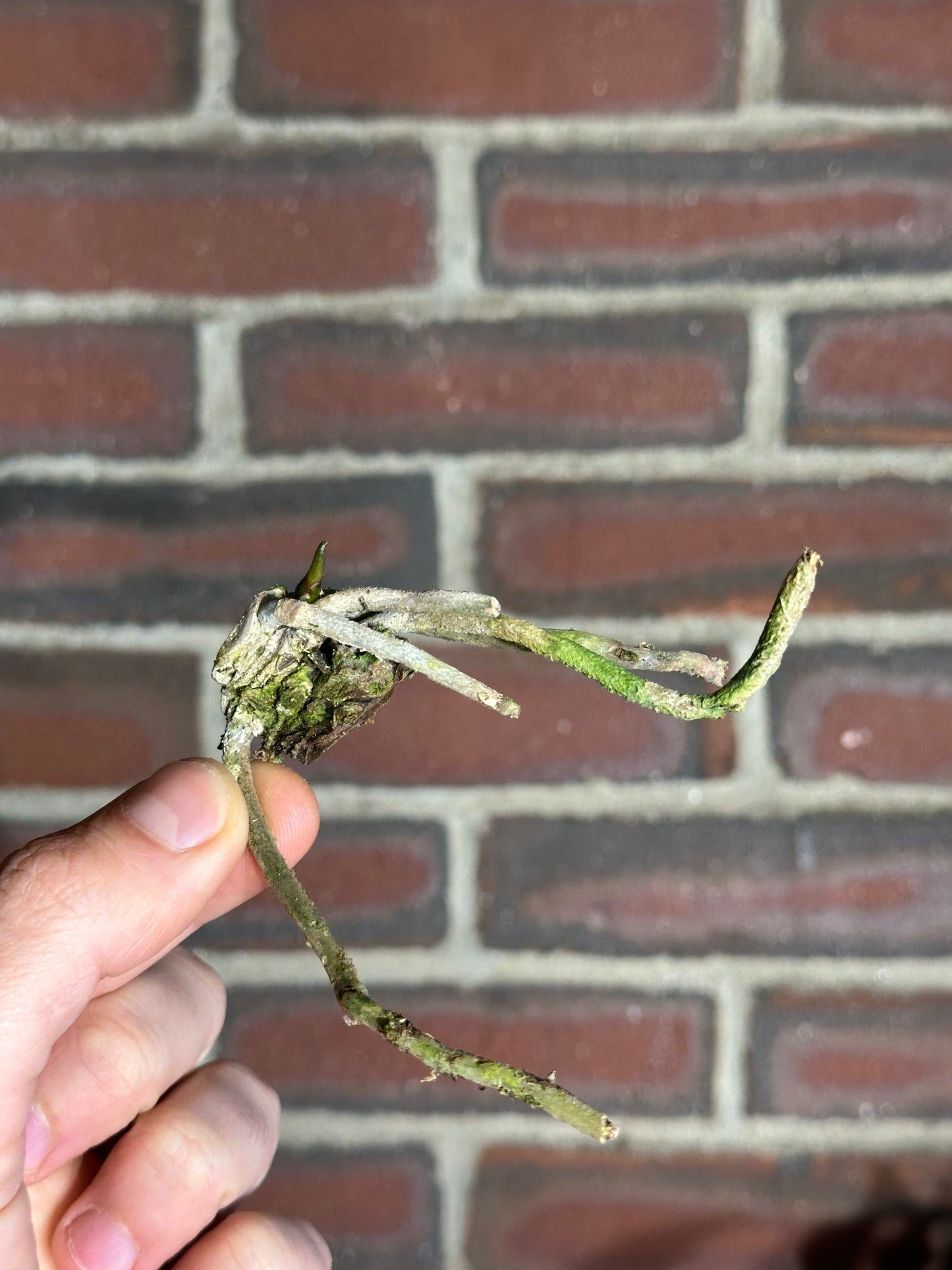 Anthurium portillae (Dorito)